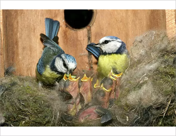 Blue Tit - pair feeding grubs to chicks at nest