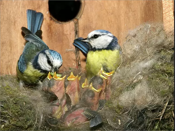 Blue Tit - pair feeding grubs to chicks at nest