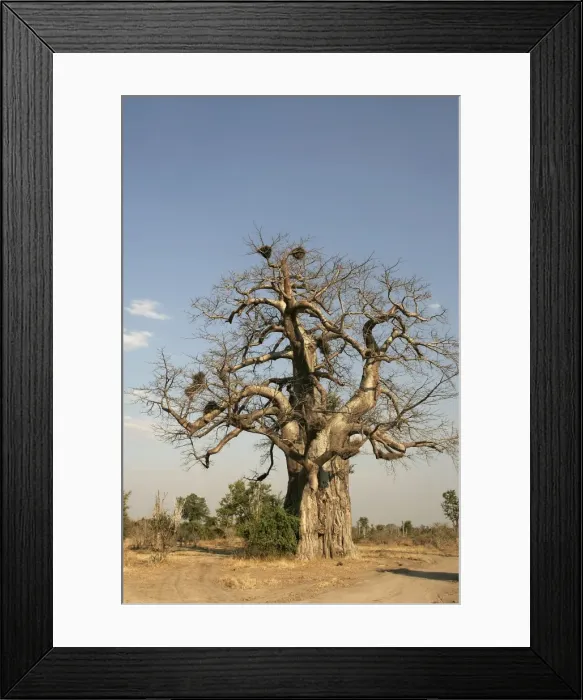 Framed Print : Baobab Tree. South Langwa Valley - Zambia - Africa Framed Print : Baobab Tree. South Langwa Valley - Zambia - Africa