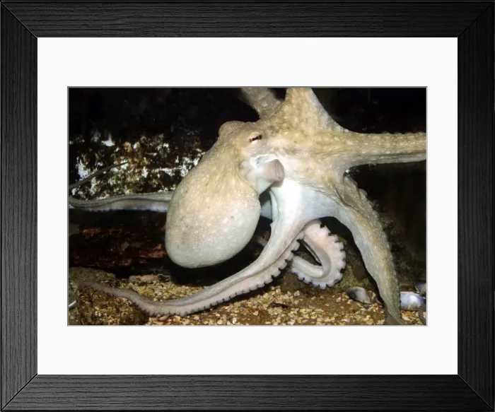 Framed Print : Common Octopus Dolphinarium, Port Elisabeth. South Africa Framed Print : Common Octopus Dolphinarium, Port Elisabeth. South Africa