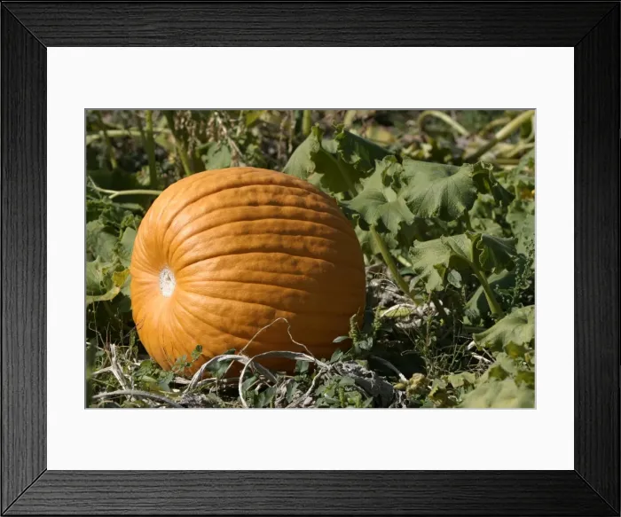 Framed Print : Pumpkin - single, ripe orange fruit Framed Print : Pumpkin - single, ripe orange fruit