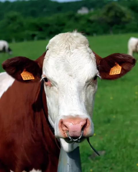 Pie Rouge cow - close-up of head with tagged ears, ringed nose and bell. Franche Comte, France