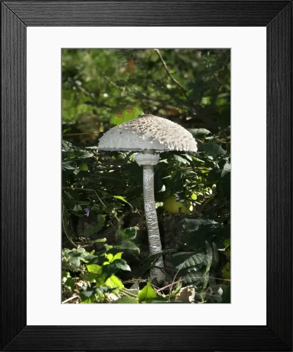 Framed Print : Parasol Mushroom (or Macrolepiota procera) Framed Print : Parasol Mushroom (or Macrolepiota procera)