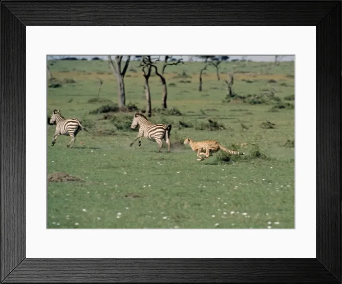 Framed Print : Cheetah - chasing two zebra Framed Print : Cheetah - chasing two zebra