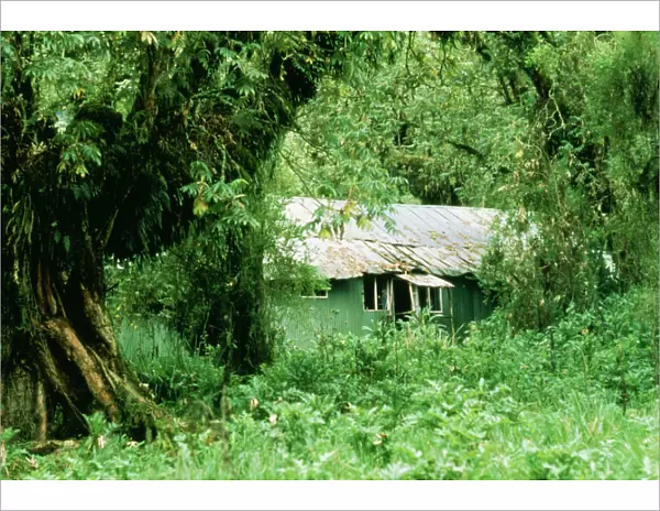 The Gorilla Story Dian Fossey's house at Karisoke Camp in Parc des Volcan reservation, Rwanda
