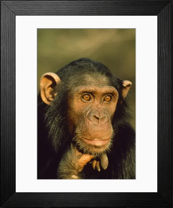 Framed Print : Chimpanzee The Gambia, Africa Framed Print : Chimpanzee The Gambia, Africa