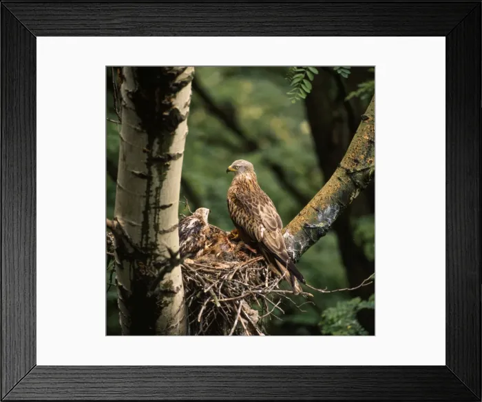 Framed Print : Red Kite - at nest Framed Print : Red Kite - at nest