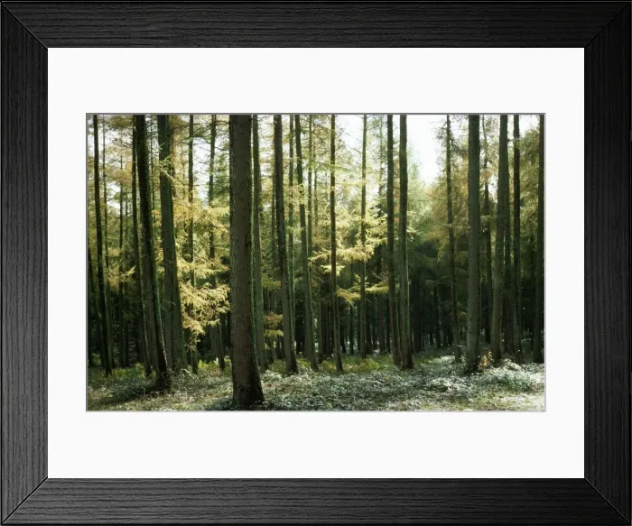 Framed Print : Larch Wood - in Autumn Framed Print : Larch Wood - in Autumn