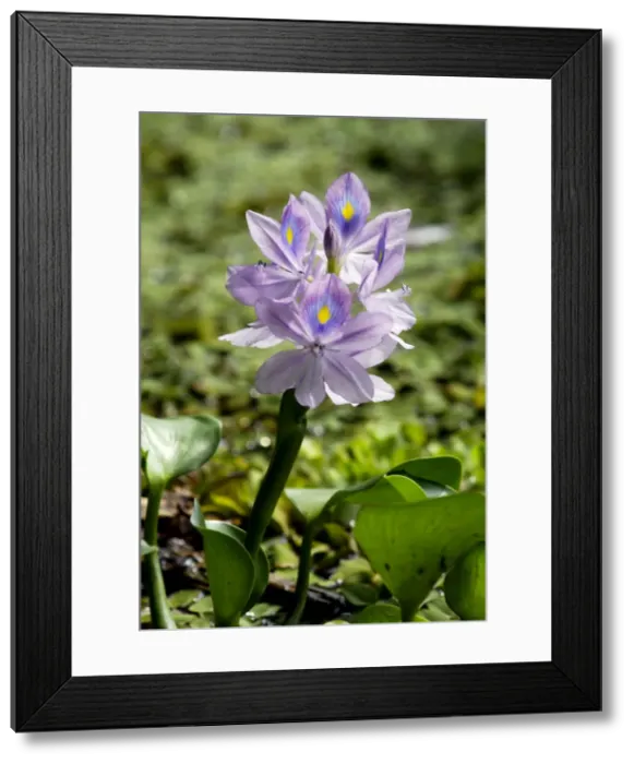 Framed Print : Flowering water-plant (unidentified), typical in oxbow lakes of Kinabatangan river floodplain; Sabah, Borneo, Malaysia; June. Ma39. 3125 Framed Print : Flowering water-plant (unidentified), typical in oxbow lakes of Kinabatangan river floodplain; Sabah, Borneo, Malaysia; June. Ma39. 3125