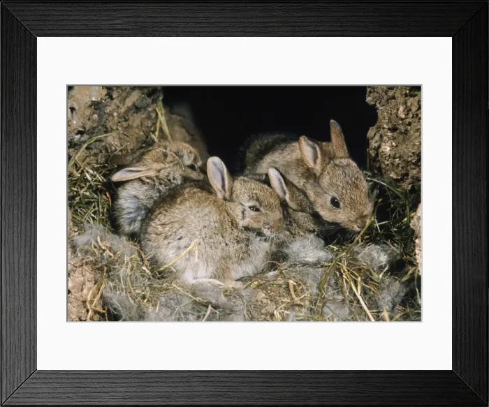 Framed Print : Rabbits - young in burrow Framed Print : Rabbits - young in burrow