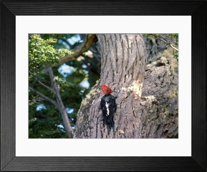 Framed Print : Magellanic Woodpecker Tierra de Fuego, Argentina Framed Print : Magellanic Woodpecker Tierra de Fuego, Argentina