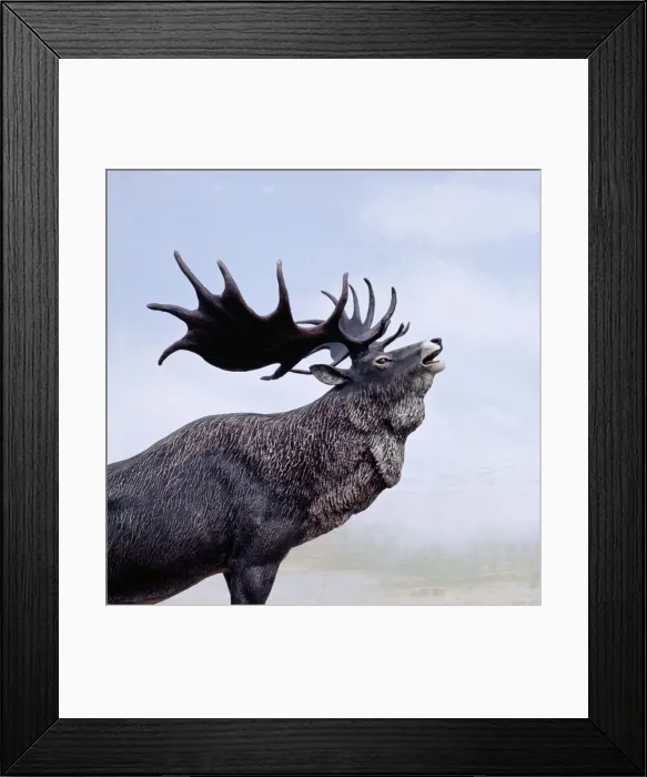 Framed Print : Irish Elk / Giant Deer - stag calling, Extinct. Prehistoric reconstruction, Pleistocene Period Framed Print : Irish Elk / Giant Deer - stag calling, Extinct. Prehistoric reconstruction, Pleistocene Period