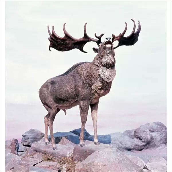 Irish Elk  /  Giant Deer - stag calling. Extinct. Prehistoric reconstruction Pleistocene Period