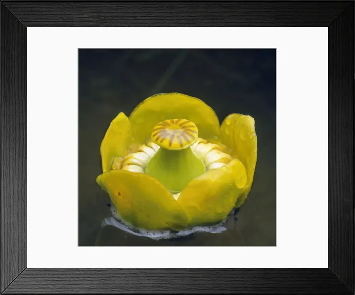 Framed Print : Yellow Waterlily Framed Print : Yellow Waterlily