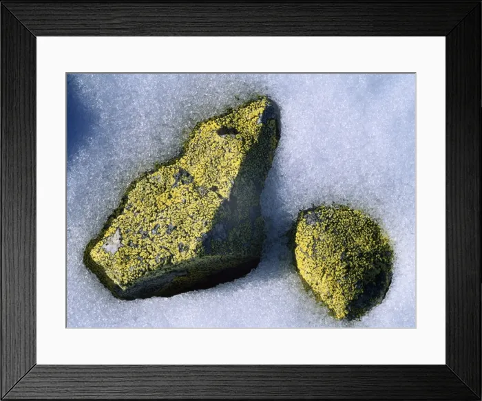 Framed Print : Lichen - on stones Framed Print : Lichen - on stones