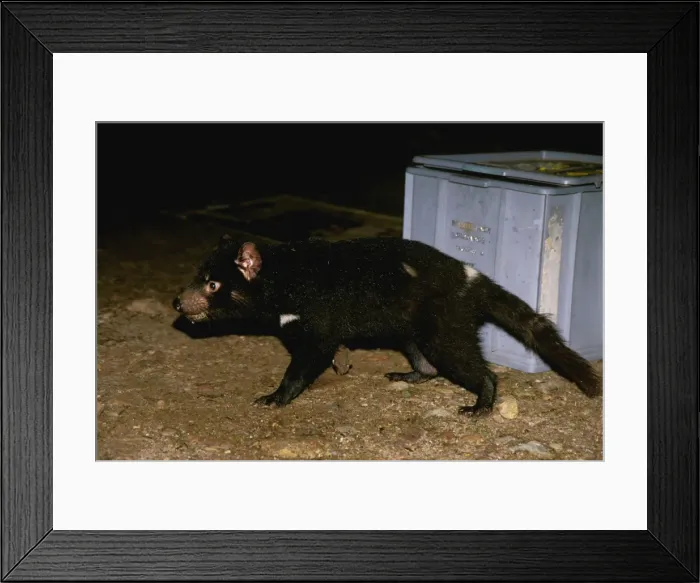Framed Print : Tasmanian devil - Scavenging for food at camp ground Tasmania, Australia Framed Print : Tasmanian devil - Scavenging for food at camp ground Tasmania, Australia