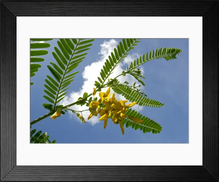 Framed Print : A flowering plant (unidentified) on a river Danum bank, in river Danum conservation area, Sabah, Borneo, Malaysia; June. Ma39. 3360 Framed Print : A flowering plant (unidentified) on a river Danum bank, in river Danum conservation area, Sabah, Borneo, Malaysia; June. Ma39. 3360