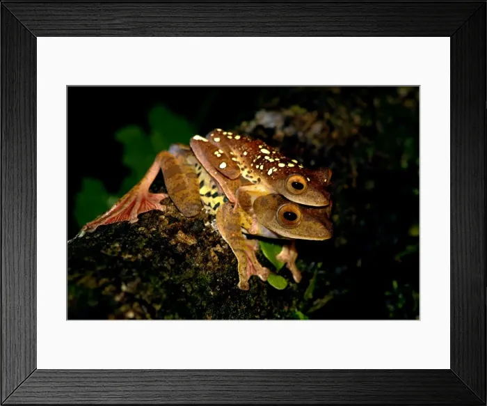 Framed Print : A mating pair of Harlequin Tree Frogs on a log in the undergrowth of primary rainforest in river Danum valley conservation area, Sabah, Borneo, Malaysia; June. Ma39. 3413 Framed Print : A mating pair of Harlequin Tree Frogs on a log in the undergrowth of primary rainforest in river Danum valley conservation area, Sabah, Borneo, Malaysia; June. Ma39. 3413