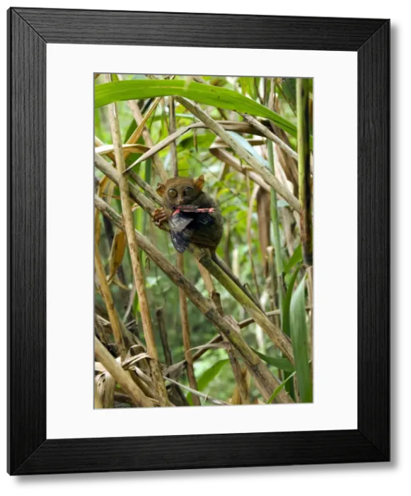 Framed Print : Philippine Tarsier with a butterfly, in bamboo undergrowth of a dense secondary tropical rainforest near PTFI (Philippine Tarsier Foundation Incorporated) Tarsier Research and Development Centre in Corella, Bohol, Philippines; typical Framed Print : Philippine Tarsier with a butterfly, in bamboo undergrowth of a dense secondary tropical rainforest near PTFI (Philippine Tarsier Foundation Incorporated) Tarsier Research and Development Centre in Corella, Bohol, Philippines; typical