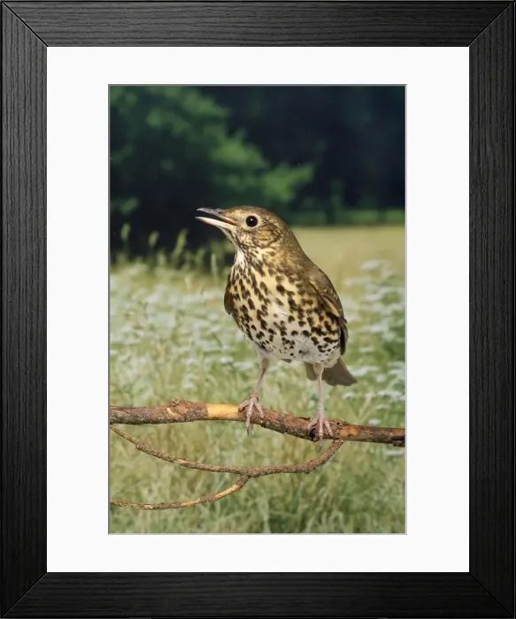 Framed Print : Song Thrush - singing Framed Print : Song Thrush - singing