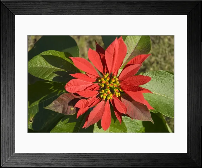 Framed Print : Poinsettia flower showing flower head supported by large scarlet bracts. Native of Mexico. Widely planted as ornamental in gardens and towns. Bracts resemble petals. Deciduous. Grahamstown, Eastern Cape, South Africa Framed Print : Poinsettia flower showing flower head supported by large scarlet bracts. Native of Mexico. Widely planted as ornamental in gardens and towns. Bracts resemble petals. Deciduous. Grahamstown, Eastern Cape, South Africa