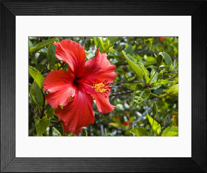Framed Print : Flowers of cultivated hibiscus commonly grown in gardens. Grahamstown, Eastern Cape, South Africa Framed Print : Flowers of cultivated hibiscus commonly grown in gardens. Grahamstown, Eastern Cape, South Africa