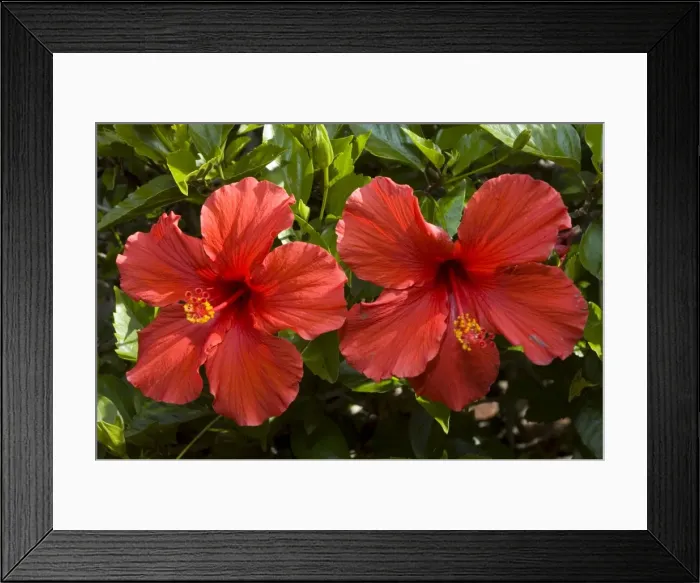 Framed Print : Flowers of cultivated hibiscus commonly grown in gardens. Grahamstown, Eastern Cape, South Africa Framed Print : Flowers of cultivated hibiscus commonly grown in gardens. Grahamstown, Eastern Cape, South Africa