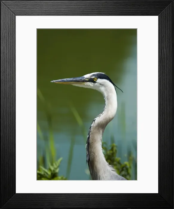 Framed Print : Great Blue Heron - close up of head. Occurs throughout USA, extending into Canada. Sarasota, Florida, USA Framed Print : Great Blue Heron - close up of head. Occurs throughout USA, extending into Canada. Sarasota, Florida, USA