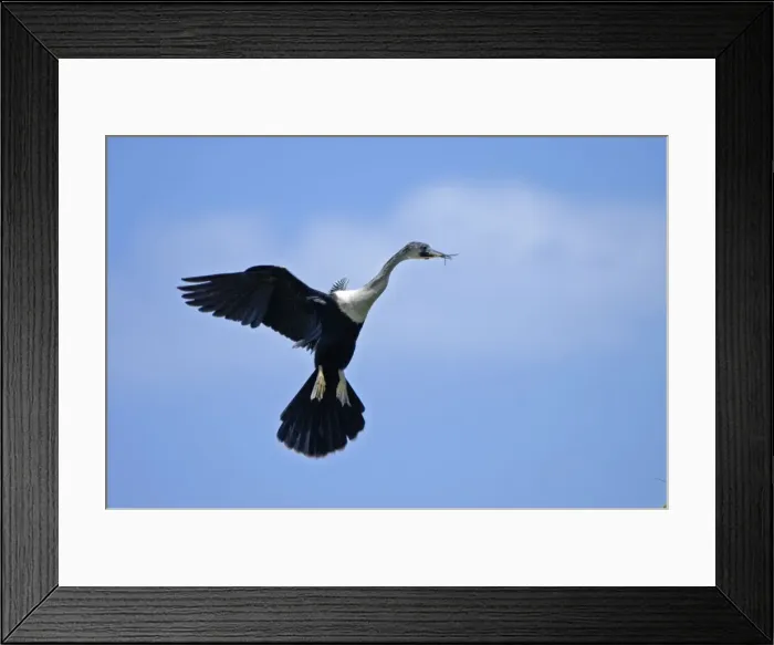 Framed Print : Anhinga - In flight with twigs in beak coming in to land at nest. Occurs in Florida and along southern seaboard of USA. Favours freshwater habitats. Sarasota, Florida, USA