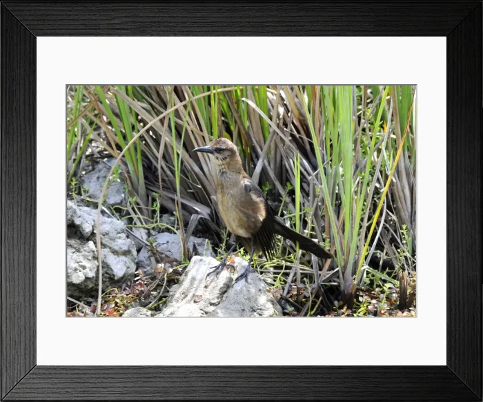 Framed Print : Boat-tailed Grackle - juvenile female. Occurs in Florida and along south and east seaboard of USA. Weston, Florida, USA Framed Print : Boat-tailed Grackle - juvenile female. Occurs in Florida and along south and east seaboard of USA. Weston, Florida, USA