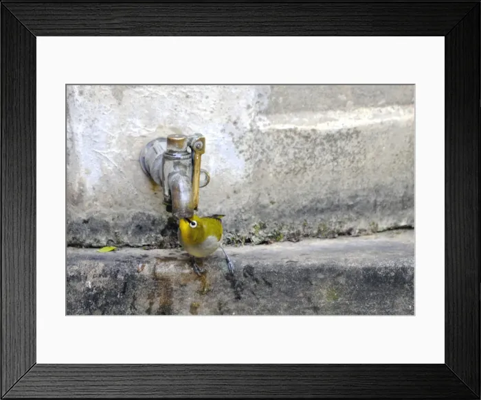 Framed Print : Cape White-eye - Drinking water from garden tap. Endemic in Namibia, SE Botswana, Lesotho and South Africa except for arid north west. Grahamstown, Eastern Cape, South Africa