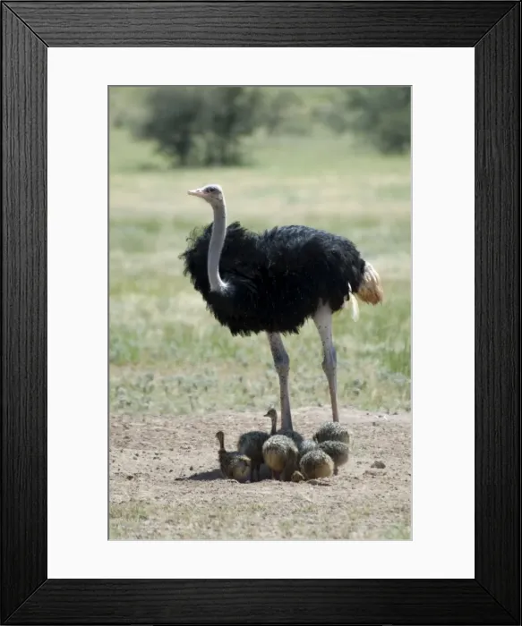 Framed Print : Common Ostrich - Male shading chicks. Occurs throughout sub-Saharan Africa except for rainforests and central African belt of Brachystegia woodland (miombo). Kgalagadi Transfrontier Park, Northern Cape, South Africa Framed Print : Common Ostrich - Male shading chicks. Occurs throughout sub-Saharan Africa except for rainforests and central African belt of Brachystegia woodland (miombo). Kgalagadi Transfrontier Park, Northern Cape, South Africa