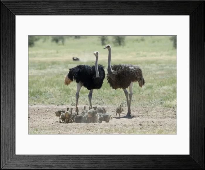 Framed Print : Common Ostrich - Male and female with chicks. Occurs throughout sub-Saharan Africa except for rainforests and central African belt of Brachystegia woodland (miombo). Kgalagadi Transfrontier Park, Northern Cape, South Africa Framed Print : Common Ostrich - Male and female with chicks. Occurs throughout sub-Saharan Africa except for rainforests and central African belt of Brachystegia woodland (miombo). Kgalagadi Transfrontier Park, Northern Cape, South Africa