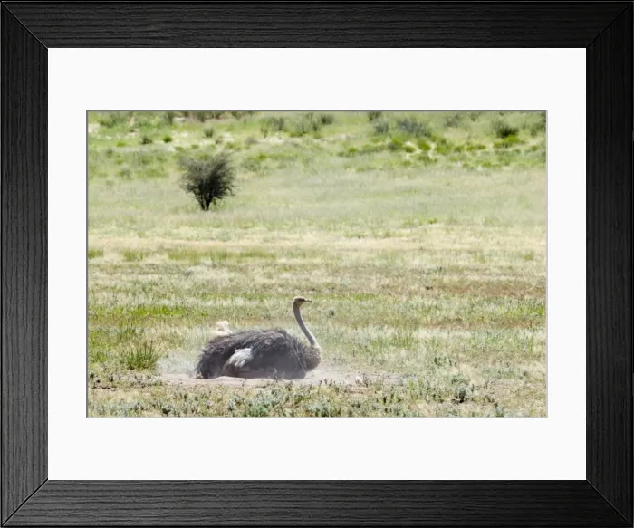 Framed Print : Common Ostrich - Female dust bathing. Occurs throughout sub-Saharan Africa except for rainforests and central African belt of Brachystegia woodland (miombo). Kgalagadi Transfrontier Park, Northern Cape, South Africa Framed Print : Common Ostrich - Female dust bathing. Occurs throughout sub-Saharan Africa except for rainforests and central African belt of Brachystegia woodland (miombo). Kgalagadi Transfrontier Park, Northern Cape, South Africa