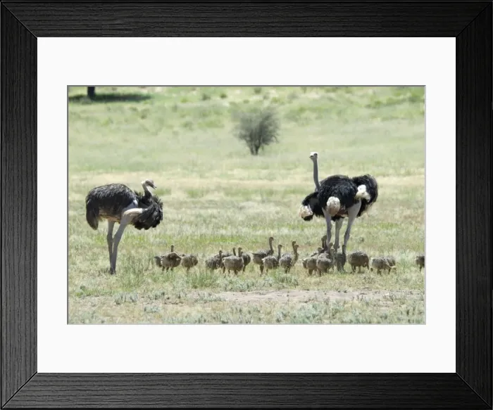 Framed Print : Common Ostrich - Male and female with chicks. Occurs throughout sub-Saharan Africa except for rainforests and central African belt of Brachystegia woodland (miombo). Kgalagadi Transfrontier Park, Northern Cape, South Africa Framed Print : Common Ostrich - Male and female with chicks. Occurs throughout sub-Saharan Africa except for rainforests and central African belt of Brachystegia woodland (miombo). Kgalagadi Transfrontier Park, Northern Cape, South Africa