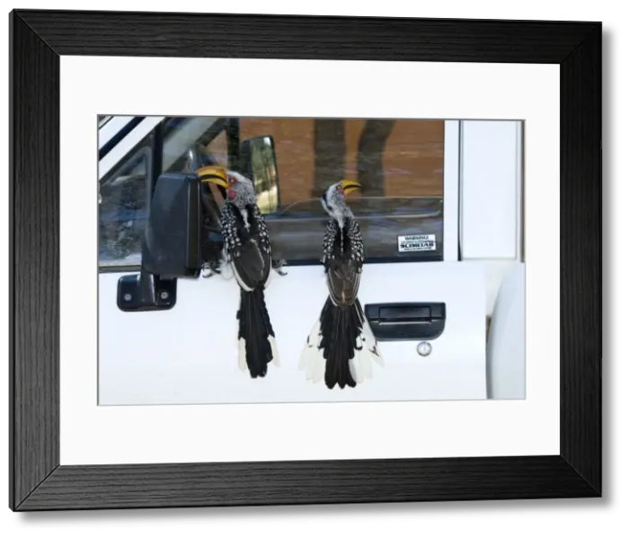 Framed Print : Southern Yellow-billed Hornbills - Perched on vehicle. Endemic in south-west Angola, Namibia, Botswana, Zimbabwe, northern and eastern South Africa. Inhabits savanna and semi-desert. Kgalagadi Transfrontier Park, Northern Cape, South Africa Framed Print : Southern Yellow-billed Hornbills - Perched on vehicle. Endemic in south-west Angola, Namibia, Botswana, Zimbabwe, northern and eastern South Africa. Inhabits savanna and semi-desert. Kgalagadi Transfrontier Park, Northern Cape, South Africa