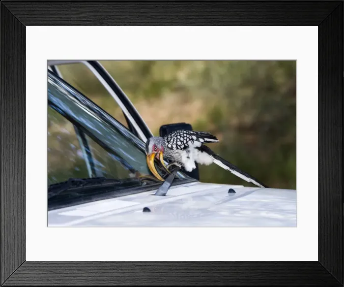 Framed Print : Southern Yellow-billed Hornbill - Attacking windscreen wiper of vehicle. Endemic in south-west Angola, Namibia, Botswana, Zimbabwe, northern and eastern South Africa. Inhabits savanna and semi-desert Framed Print : Southern Yellow-billed Hornbill - Attacking windscreen wiper of vehicle. Endemic in south-west Angola, Namibia, Botswana, Zimbabwe, northern and eastern South Africa. Inhabits savanna and semi-desert