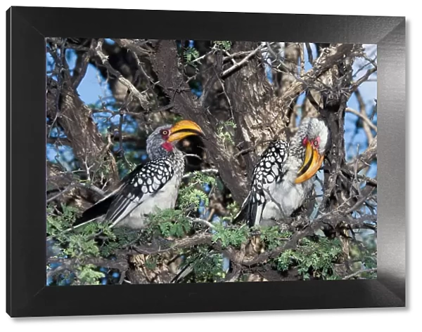 Southern Yellow-billed Hornbill - Pair in camelthorn. Endemic in south-west Angola, Namibia, Botswana, Zimbabwe, northern and eastern South Africa. Inhabits savanna and semi-desert. Kgalagadi Transfrontier Park, Northern Cape, South Africa