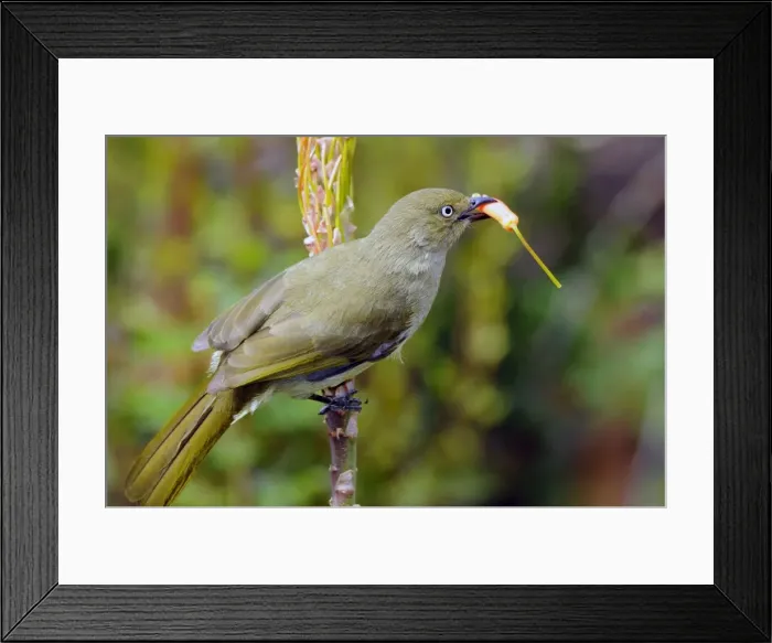 Framed Print : Sombre Greenbul  /  Sombre Bulbul - Eating flower from Aloe arborescens. Endemic in coastal eastern and southern Africa, extending inland especially in Kenya, Malawi and Mozambique