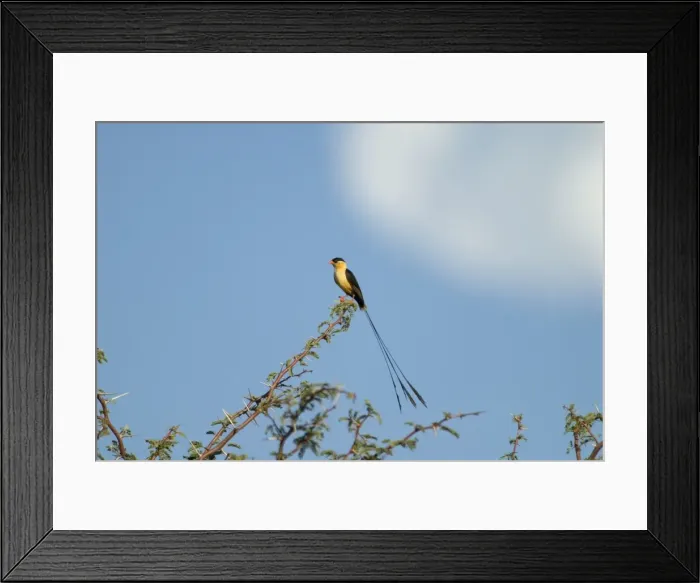 Framed Print : Shaft-tailed Whydah male displaying on bush. Endemic in southern Angola, Namibia, Botswana, Zimbabwe, northern and north-western South Africa. Inhabits grassy areas in thornveld. Kgalagadi Transfrontier Park, Northern Cape, South Africa Framed Print : Shaft-tailed Whydah male displaying on bush. Endemic in southern Angola, Namibia, Botswana, Zimbabwe, northern and north-western South Africa. Inhabits grassy areas in thornveld. Kgalagadi Transfrontier Park, Northern Cape, South Africa