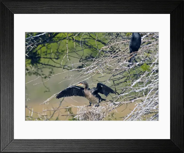 Framed Print : Reed Cormorant with wings open, on nest. Occurs throughout sub-Saharan Africa. Sam Knott Nature Reserve, nr Grahamstown, South Africa Framed Print : Reed Cormorant with wings open, on nest. Occurs throughout sub-Saharan Africa. Sam Knott Nature Reserve, nr Grahamstown, South Africa