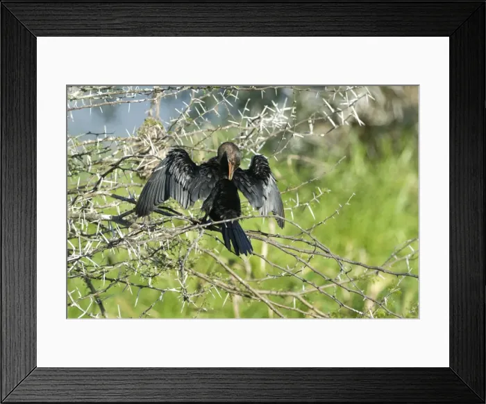 Framed Print : Reed Cormorant drying wings and preening after fishing. Occurs throughout sub-Saharan Africa. Sam Knott Nature Reserve, nr Grahamstown, South Africa