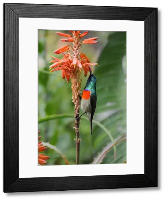 Framed Print : Greater Double-collared Sunbird male feeding at flowers of Aloe arborescens. Endemic in southern Cape and eastern areas of South Africa, and Swaziland. Grahamstown, Eastern Cape, South Africa Framed Print : Greater Double-collared Sunbird male feeding at flowers of Aloe arborescens. Endemic in southern Cape and eastern areas of South Africa, and Swaziland. Grahamstown, Eastern Cape, South Africa