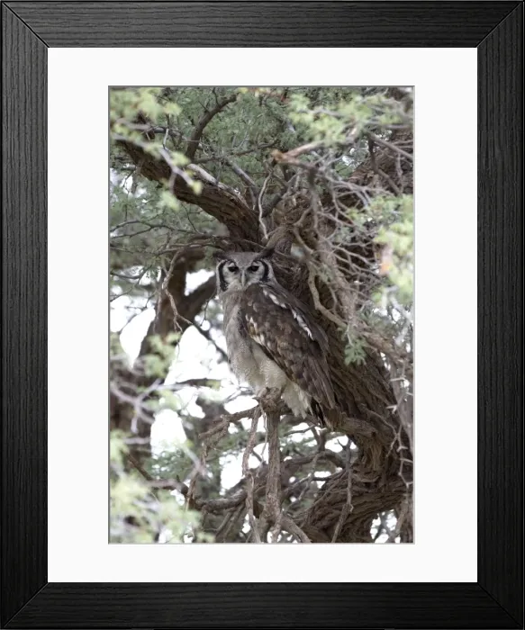 Framed Print : Giant / Verreaux's Eagle Owl - Roosting. Endemic in sub-Saharan Africa in savanna and woodland. Kgalagadi Transfrontier Park, Northern Cape, South Africa Framed Print : Giant / Verreaux's Eagle Owl - Roosting. Endemic in sub-Saharan Africa in savanna and woodland. Kgalagadi Transfrontier Park, Northern Cape, South Africa