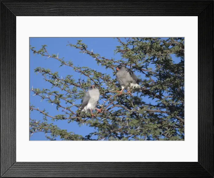 Framed Print : Gabar Goshawks - In tree basking in early morning sun. Occurs throughout sub-Saharan Africa in thornbush, woodland and semi-desert scrub. Kgalagadi Transfrontier Park, Northern Cape, South Africa Framed Print : Gabar Goshawks - In tree basking in early morning sun. Occurs throughout sub-Saharan Africa in thornbush, woodland and semi-desert scrub. Kgalagadi Transfrontier Park, Northern Cape, South Africa
