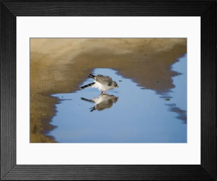 Framed Print : Gabar Goshawk - Drinking from rain puddle in road. Occurs throughout sub-Saharan Africa in thornbush, woodland and sub-desert scrub. Kgalagadi Transfrontier Park, Northern Cape, South Africa Framed Print : Gabar Goshawk - Drinking from rain puddle in road. Occurs throughout sub-Saharan Africa in thornbush, woodland and sub-desert scrub. Kgalagadi Transfrontier Park, Northern Cape, South Africa