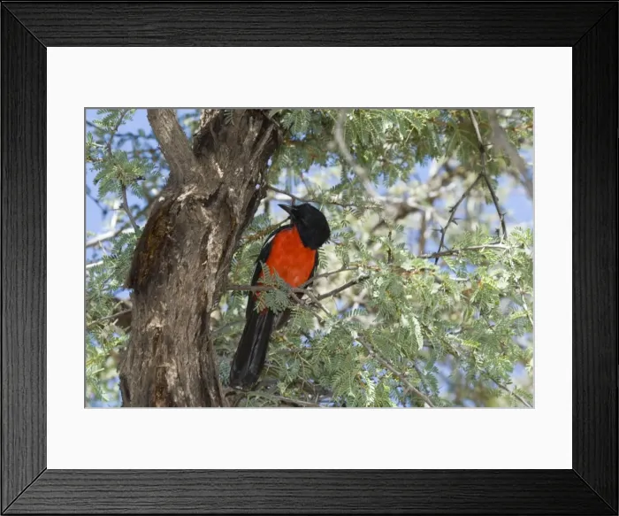 Framed Print : Crimson-breasted Shrike - Perched on branch - Mata Mata. Endemic in Kalahari basin and adjoining hardveld areas; southern Angola, Namibia, Botswana, south-west Zimbabwe, north and north-west South Africa Framed Print : Crimson-breasted Shrike - Perched on branch - Mata Mata. Endemic in Kalahari basin and adjoining hardveld areas; southern Angola, Namibia, Botswana, south-west Zimbabwe, north and north-west South Africa