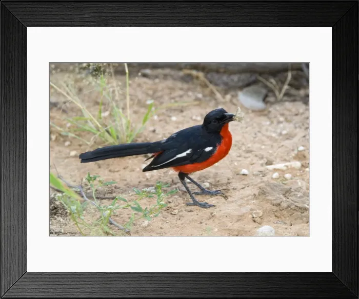 Framed Print : Crimson-breasted Shrike at Mata Mata, eating moth. Endemic in Kalahari basin and adjoining hardveld areas; southern Angola, Namibia, Botswana, south-west Zimbabwe, north and north-west South Africa Framed Print : Crimson-breasted Shrike at Mata Mata, eating moth. Endemic in Kalahari basin and adjoining hardveld areas; southern Angola, Namibia, Botswana, south-west Zimbabwe, north and north-west South Africa