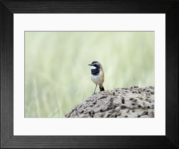 Framed Print : Capped Wheatear - On termite mound. Endemic in East and southern Africa. Kgalagadi Transfrontier Park, Northern Cape, South Africa Framed Print : Capped Wheatear - On termite mound. Endemic in East and southern Africa. Kgalagadi Transfrontier Park, Northern Cape, South Africa