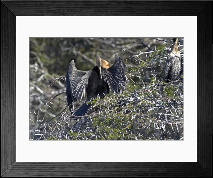 Framed Print : African Darter - Preening after fishing. Occurs throughout sub-Saharan Africa. Inhabits freshwater dams, lakes and sluggish rivers, occasionally coastal lagoons and estuaries. Sam Knott Nature Reserve, nr Grahamstown, Eastern Cape, South Africa Framed Print : African Darter - Preening after fishing. Occurs throughout sub-Saharan Africa. Inhabits freshwater dams, lakes and sluggish rivers, occasionally coastal lagoons and estuaries. Sam Knott Nature Reserve, nr Grahamstown, Eastern Cape, South Africa
